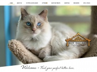 Siambalirags.com - Florida Siamese Kittens for Sale FL Balinese Breeders