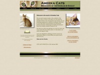 Ameeka.co.uk - Abyssinian Cat breeders and Ocicat breeders in the UK.