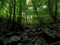 Agumberainforest.org