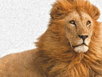 Lionssharemedia.com