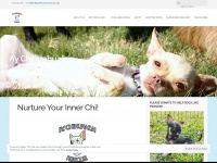 aychihuahuarescue.org