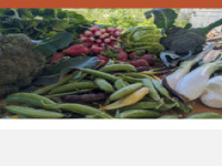 Jpibiodynamics.org
