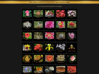 livingflowers.com.au Thumbnail