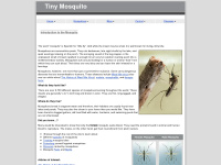 tinymosquito.com