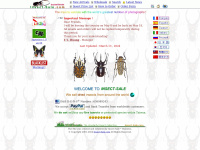 insect-sale.com Thumbnail