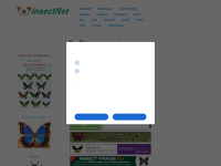 insectnet.com