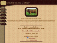 Golden-buckle-gelbvieh.com