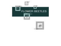 flower-beetles.com Thumbnail