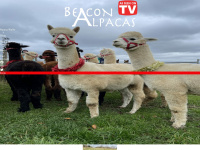 beaconalpacas.co.uk Thumbnail
