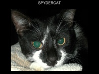spydercat.com