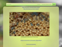 beesbusiness.com.au