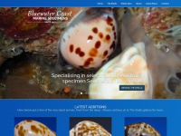 bluewatercoast.com.au