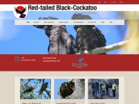 redtail.com.au