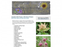 canadianwildflowers.ca Thumbnail