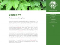 Bostonivy.net