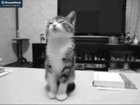 Kittycam.net