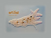 amoebe.info Thumbnail