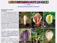 amorphophallus.info Thumbnail