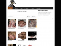 anatomycorner.com Thumbnail