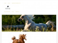 Arabians-pintar.com
