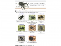 beetle-breeding.com Thumbnail