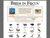 Birdsinfocus.com