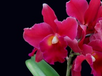 Orchidscents.com
