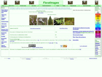 floralimages.co.uk Thumbnail