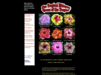 trop-hibiscus.com