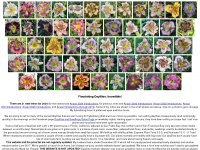 Flourishingdaylilies.com