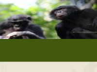 Bonobo.org