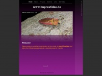 buprestidae.de
