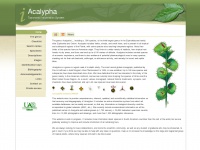 Acalypha.es