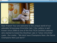 silvershaded-chinchillacats.blogspot.com Thumbnail