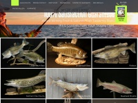 Americanfishtaxidermy.com