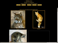 wildlifeartiststudio.com Thumbnail