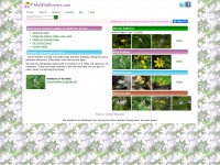 Mywildflowers.com