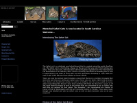 safari-cats.com Thumbnail