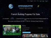 stargatefrenchbulldogs.com