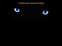 catahoulaleoparddog.org Thumbnail