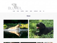 bluveil.com Thumbnail