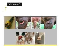 vetrolaser.com